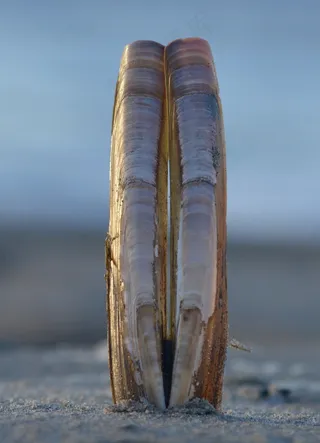 贝壳，海，海滩，自然，连通性