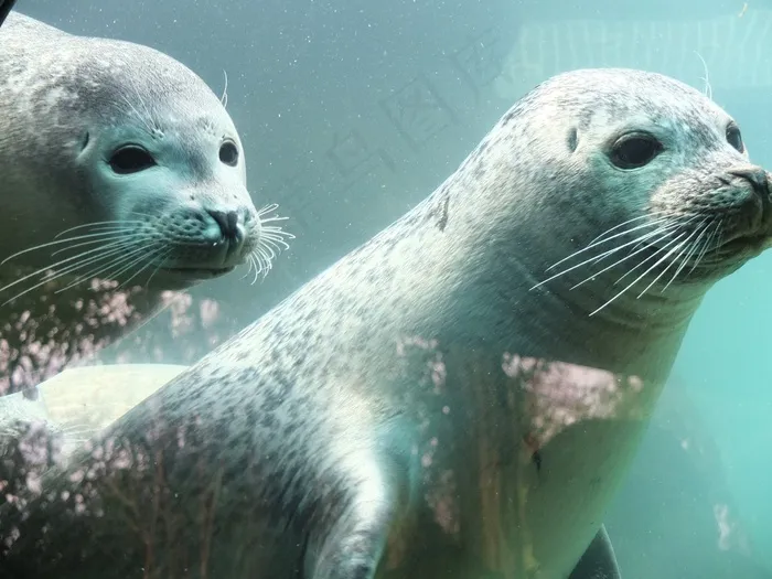 海豹，长袍，湖泊，海狮，水族馆，水