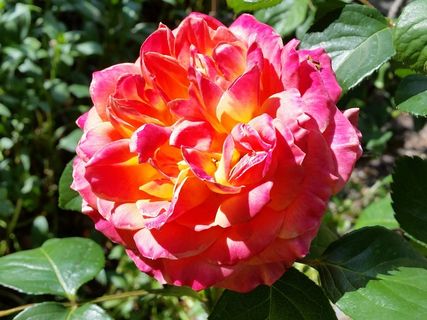 玫瑰,花园,阳光明媚,花,明亮,夏天 玫瑰,花园,阳光明媚,花,明亮,夏天