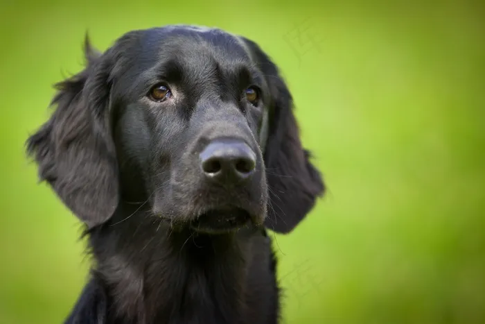 平涂的猎犬，狗，动物，动物肖像，宠物