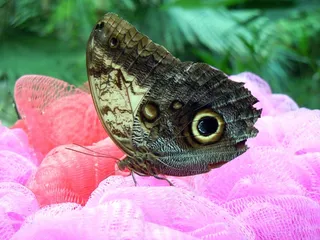 蝴蝶，昆虫，孔雀