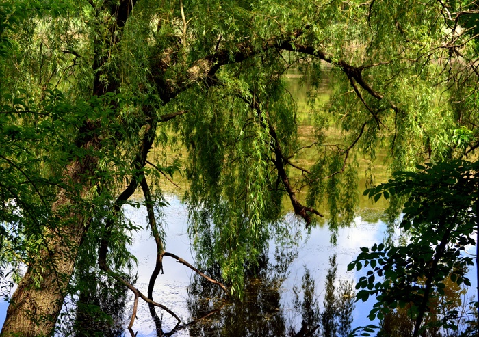 湖，柳树，森林，绿色，景观，镜子