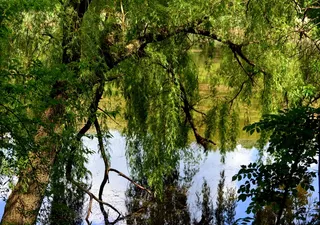 湖，柳树，森林，绿色，景观，镜子