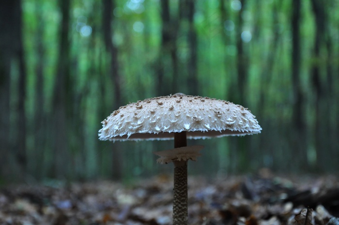 蘑菇，森林，秋季，Őzláb蘑菇