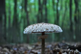 蘑菇，森林，秋季，Őzláb蘑菇