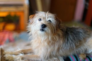 狗，宠物，女性，混合动力，小狗，心情，说谎，头