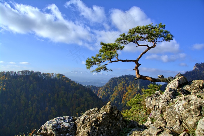 皮尼尼，松树，山，径，波兰，游览，自然