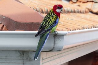 东部玫瑰果，桔梗，鹦鹉草科