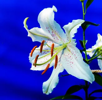 百合,开花,花,白,紫色圆点 百合,开花,花,白,紫色圆点