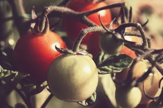 番茄，蕃茄，植物，蔬菜，食品，自然，沙拉