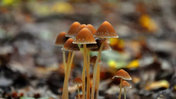 秋,森林,蘑菇,自然 秋,森林,蘑菇,自然