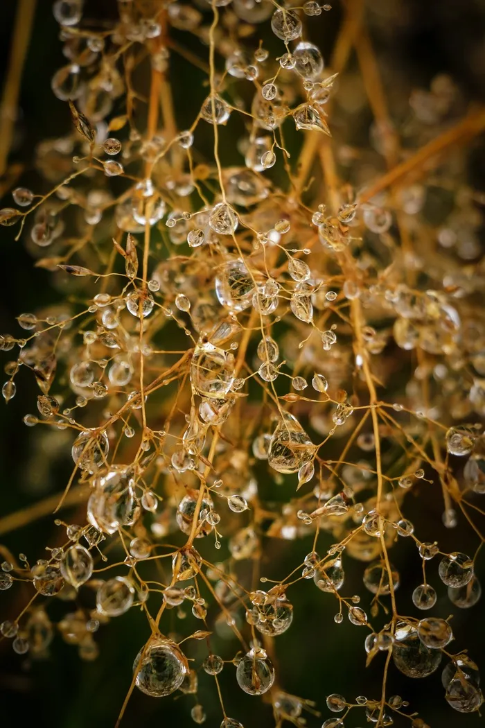 滴，水，下降，性质，水滴，雨，露水