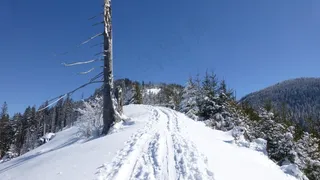阿尔高，冬季，雪，太阳，树木，全景