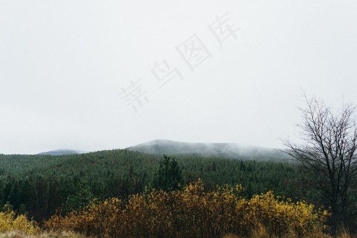 树,风景,丘陵/高原,长城,街道,森林