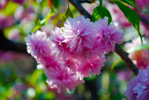 日本樱花,樱桃,鲜花,粉红色,开花 日本樱花,樱桃,鲜花,粉红色,开花