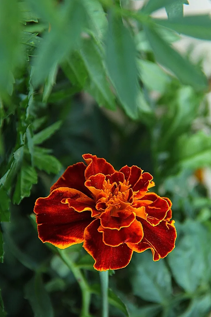 花，野花，开花，花园，新鲜，野，盛开