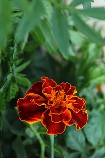 花，野花，开花，花园，新鲜，野，盛开