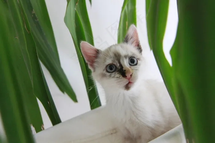 猫，宠物，小猫，家养，猫的，基蒂，哺乳动物