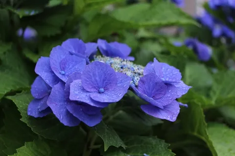 束鲜花，大自然，花瓣，春天的花朵