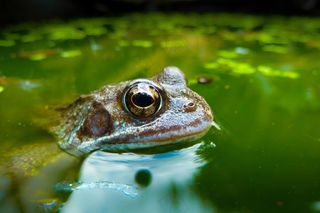 青蛙，动物，两栖类，特写，详细信息，宏，眼睛