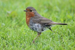 罗宾，鸟，动物，鸣鸟，性质，物种，关闭