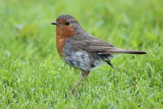 罗宾，鸟，动物，鸣鸟，性质，物种，关闭