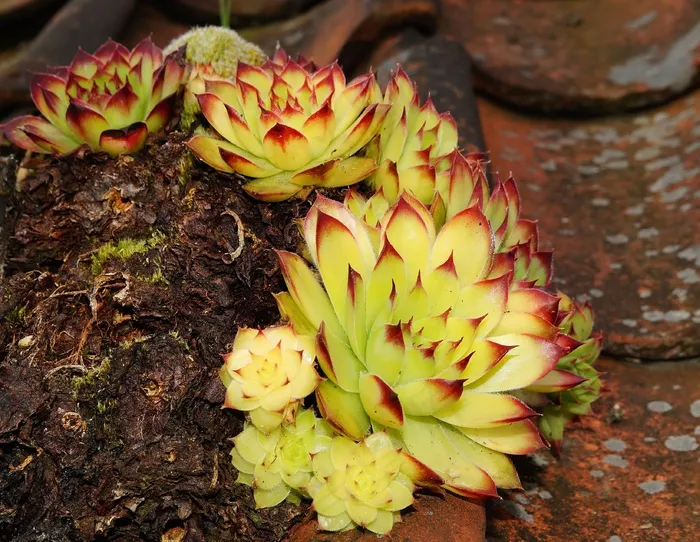 Houseleek，植物，叶子，肉，屋顶