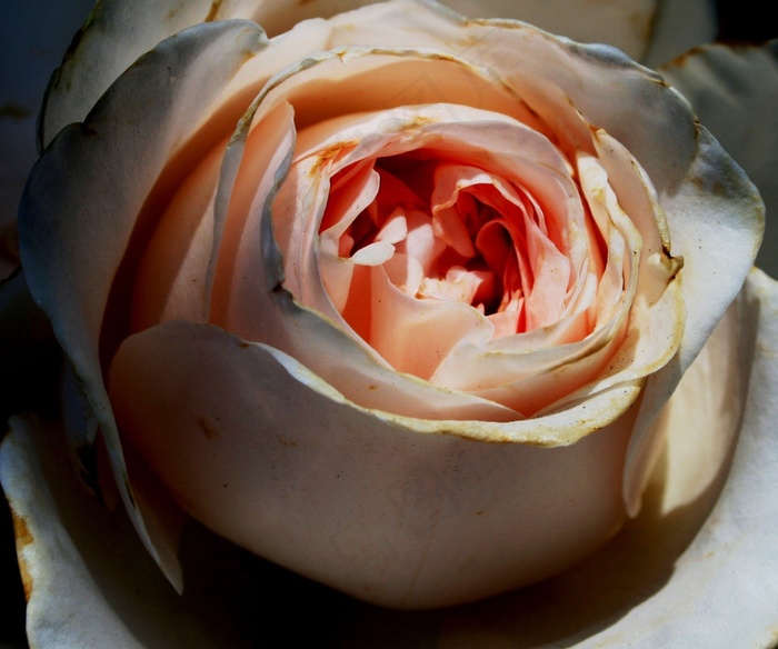 玫瑰，花，绽放，密集排列的花瓣，圆形