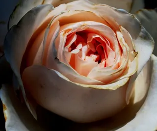 玫瑰，花，绽放，密集排列的花瓣，圆形