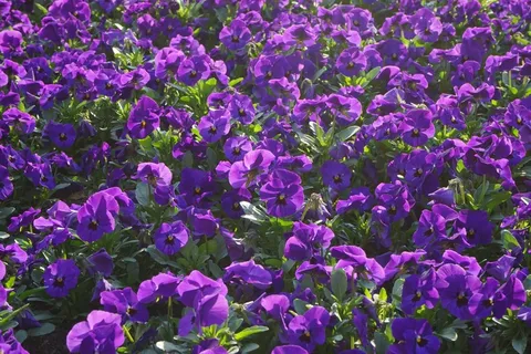 堇,鲜花,Blütenmeer,中提琴Wittrockiana,紫 堇,鲜花,Blütenmeer,中提琴Wittrockiana,紫