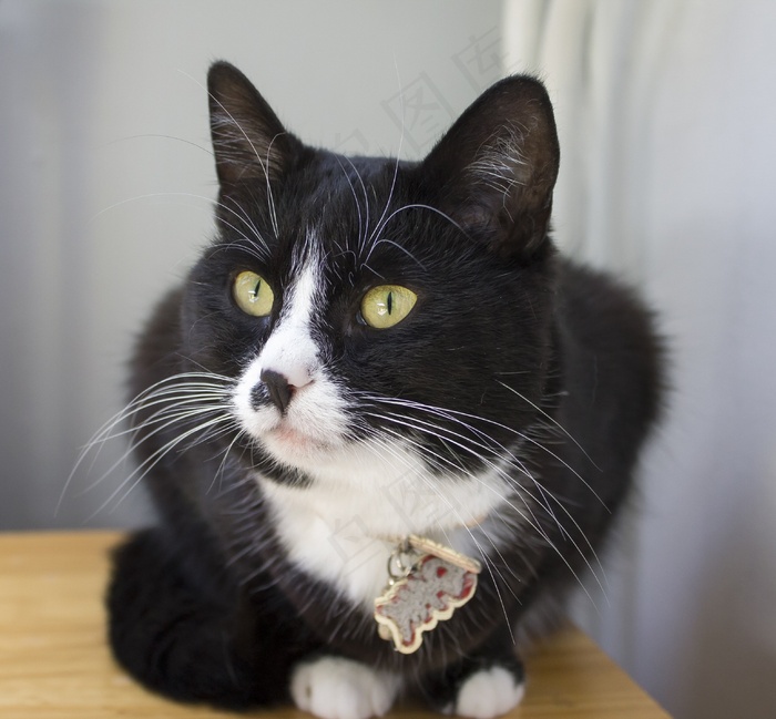 猫，宠物，动物，猫的脸，哺乳动物