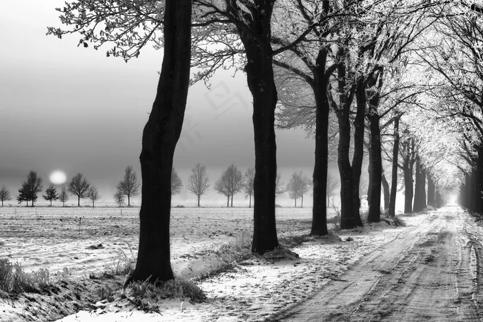 雪，风景，公园，树木