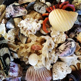 贝壳，海，贝壳，蟹，贝类