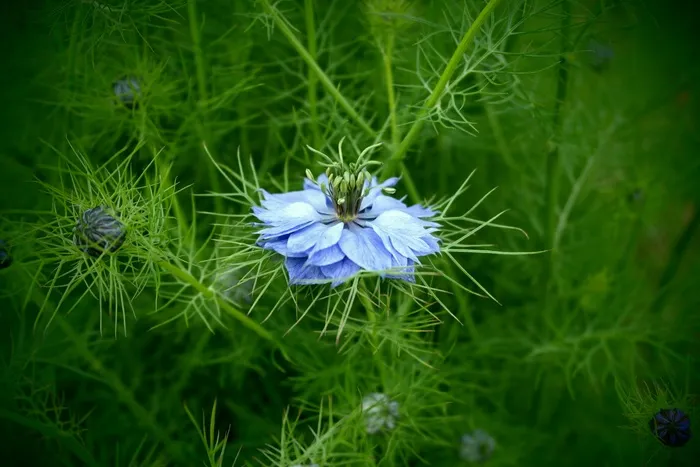 蓝色的花，性质，宏，详细信息，花，芽
