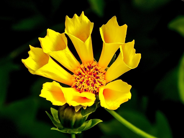 黄色，花，黄色花，锥花，阳光