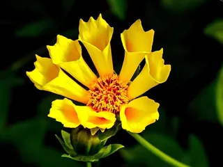 黄色，花，黄色花，锥花，阳光