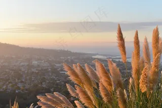 植物，草，了望点，城市，风景，距离，自然