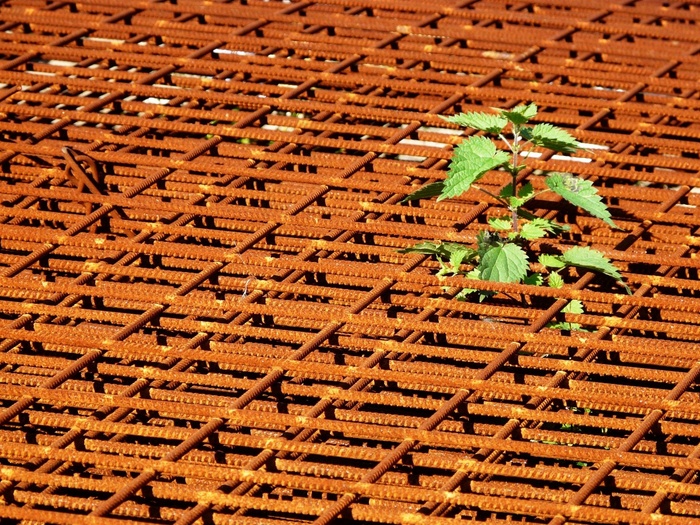 铁锈，生锈，金属，框架，荨麻，植物，绿色