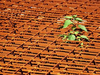 铁锈，生锈，金属，框架，荨麻，植物，绿色