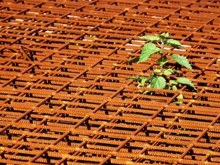 铁锈，生锈，金属，框架，荨麻，植物，绿色