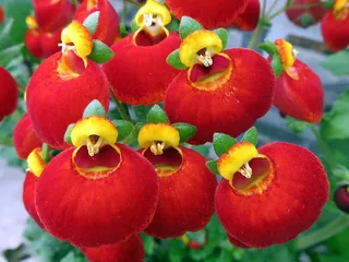 大自然，花，红色，黄色，奇怪