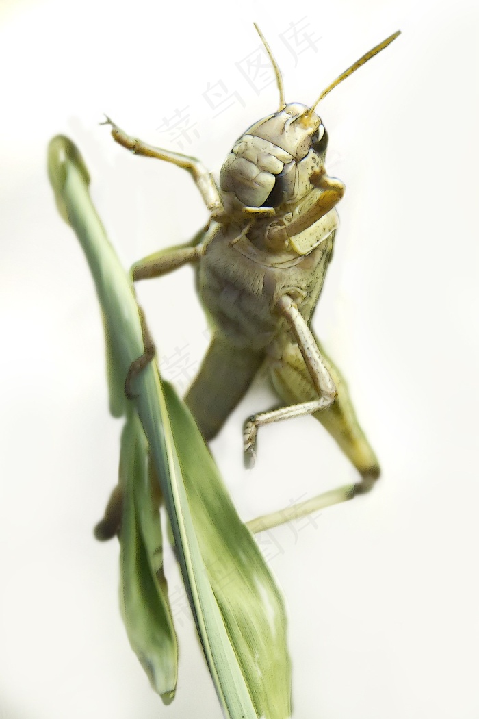 蚱hopper，格栅，昆虫，自然，动物，宏