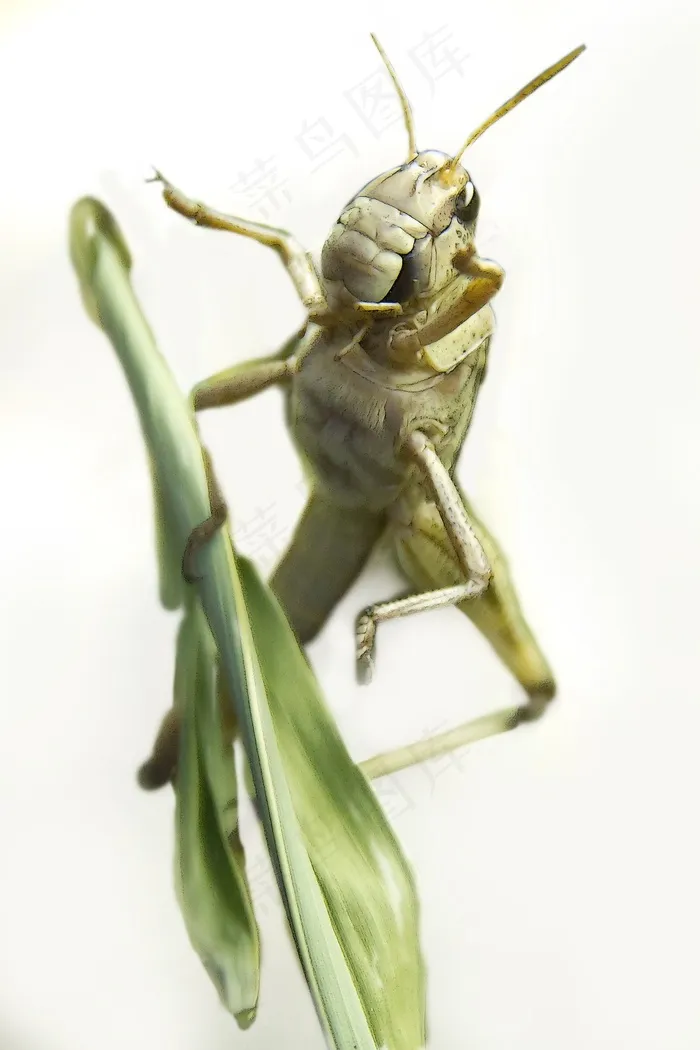 蚱hopper，格栅，昆虫，自然，动物，宏