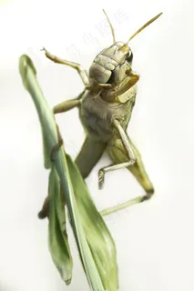 蚱hopper，格栅，昆虫，自然，动物，宏