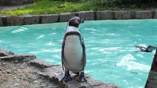 企鹅，动物园，动物，水禽