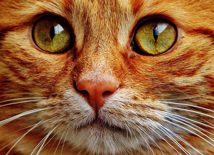 猫，宿醉，红色，可爱，鲭鱼，虎，甜