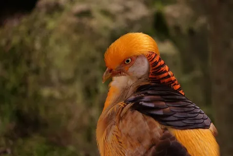 Goldfasan,关闭,肖像,头,鸟,动物肖像 Goldfasan,关闭,肖像,头,鸟,动物肖像