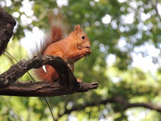 蛋白质，公园，在公园里，生活的本质，啮齿动物