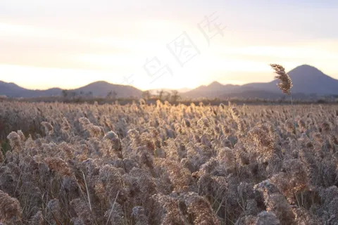 场，秋，日落，自然，发光，芦苇，光