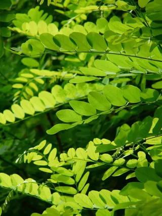 叶子，绿色，常见的枫树，刺槐